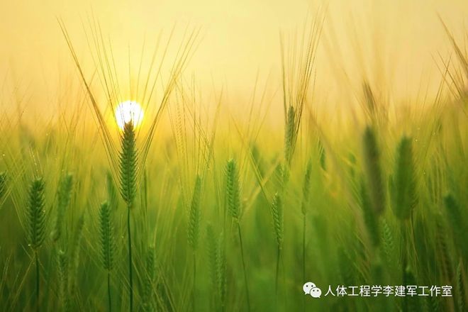 kaiyun官网开云芒种养生｜吃梅子 多运动(图1)
