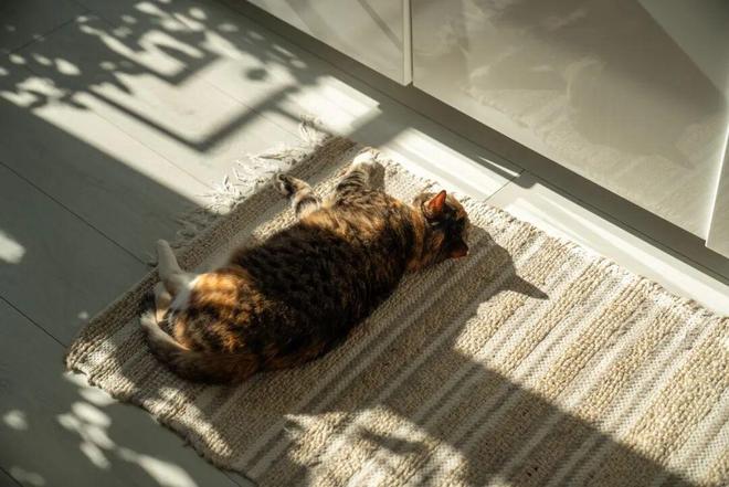 今晨最低1~3℃！本周上海能入冬吗？(图2)